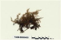 藏品(大羽苔)的圖片